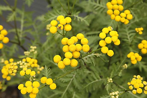Tansy Tanacetum vulgare